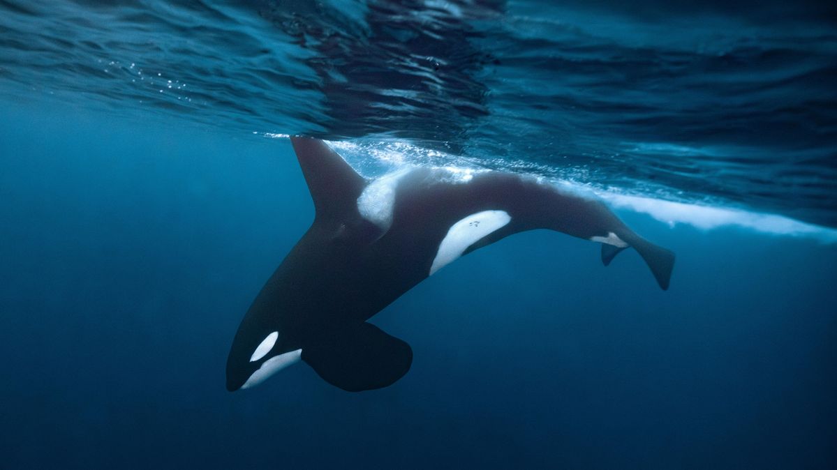 Ein ausgewachsener Schwertwal taucht ab Ein ausgewachsener Schwertwal taucht ab